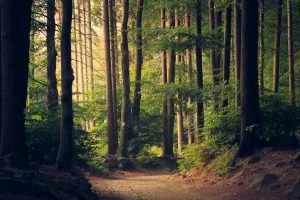 forest light Img